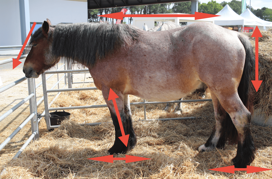 Cheval